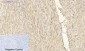 PPAR-γ Polyclonal Antibody